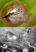 中國(guó)科學(xué)家研發(fā)世界首個(gè)液態(tài)金屬“軟體動(dòng)物”